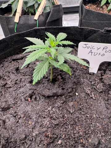 First Grow — vegetative, day 15