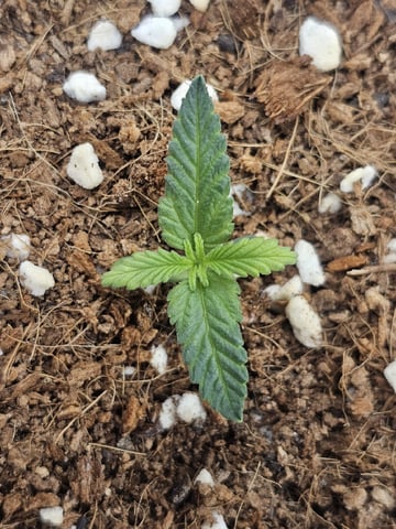 Bruce Banner — seedling_rooting, day 102