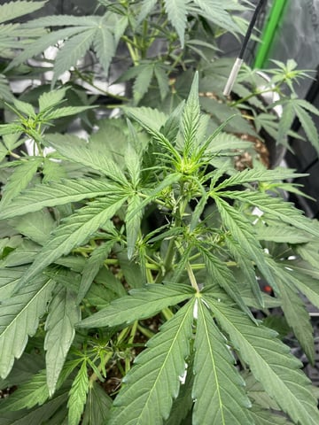 Royal Dwarf — vegetative, day 31