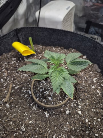 Grow 1 2026 Dream Widow — vegetative, day 21