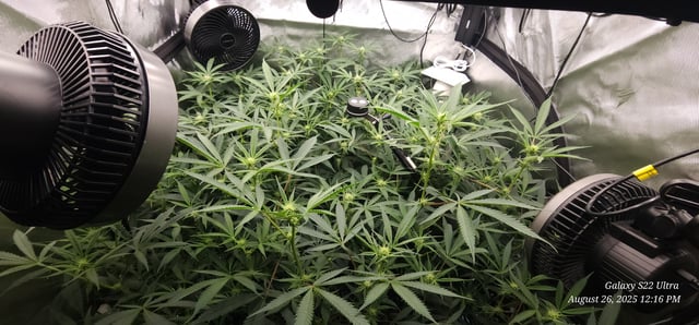 Found my Females... Game On! — flower, day 147