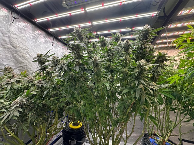 Black Runtz #1 — flower, day 1