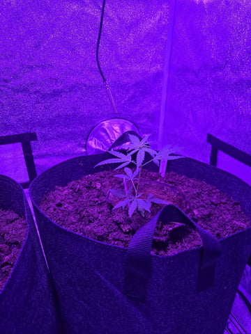 1st Ever Grow — vegetative, day 47