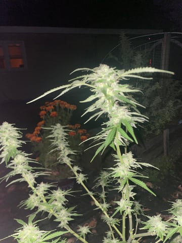 any help suggestions welcome