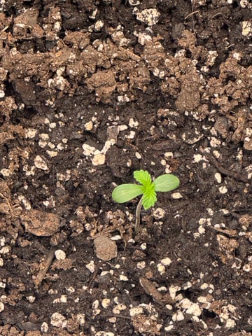 wedding cake auto FIRST GROW! — seedling_rooting, day 5