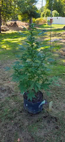 Let's just leave these right here! — flower, day 71