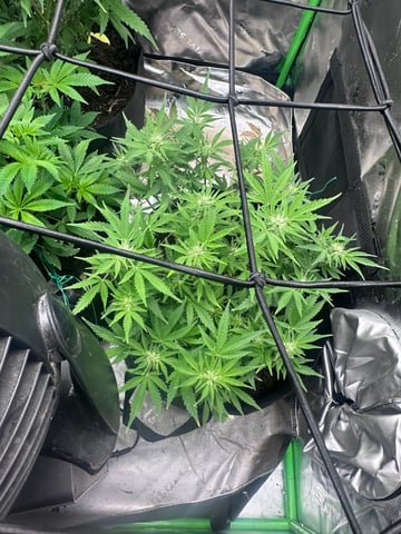 runts — vegetative, day 53