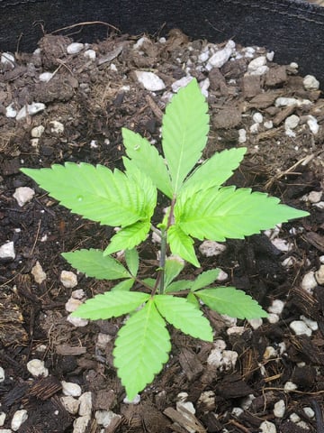Audrey III — vegetative, day 43