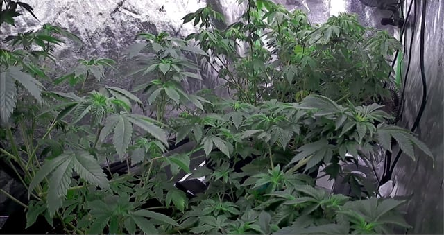 new bee's  — vegetative, day 59