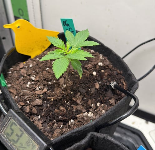 Midsummer Outdoor — vegetative, day 8