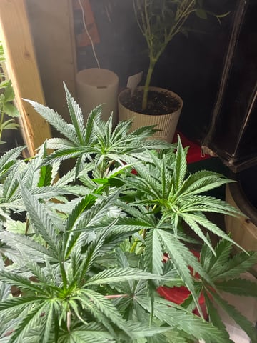 CMA  — flower, day 43