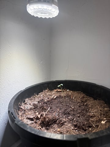 My First Grow — seedling_rooting, day 5