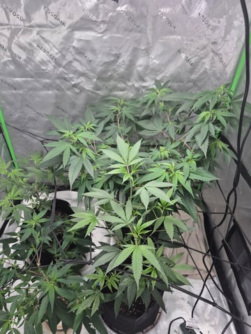Clone of the clone of the Skunk burger 😁 — vegetative, day 40
