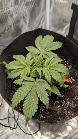maui wowie auto — vegetative, day 20