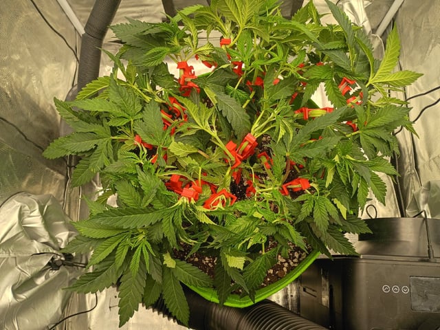 FastBuds Photo-Lemon Mandarin  — vegetative, day 61