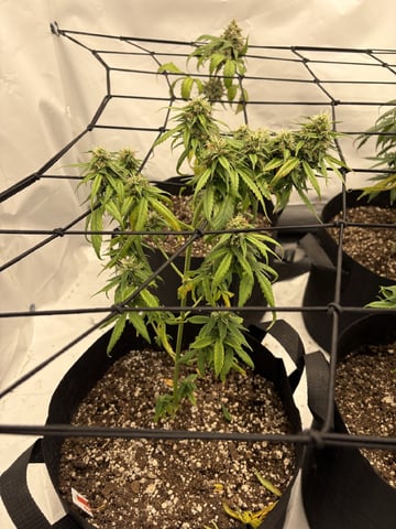 My First Grow — flower, day 64