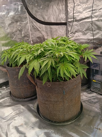 Master Kush — vegetative, day 41