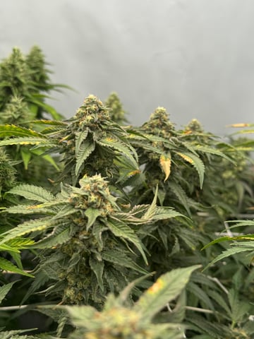 Permanent Marker, Gary Payton — flower, day 44