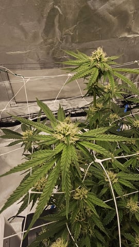 Jelousy Fast(Photo) & Ultra Voilet (Auto) — flower, day 41