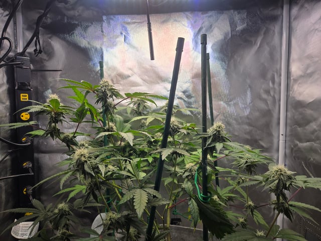 Looking for advice! — flower, day 75