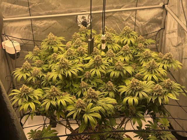 tropickle — flower, day 103