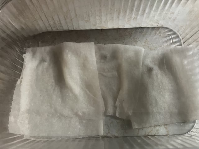 Inside Mother Plants — germination, day 2