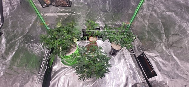 1st grow indoors(cardboard box to 2x2x4 to 5x5x6) — vegetative, day 59