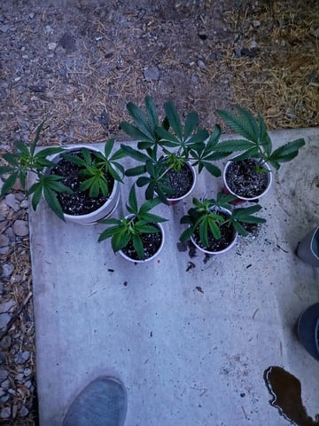 Purple Plum Perfect 💜 & 2 Grape Runtz 🍇 Mainlining garden.  — vegetative, day 126