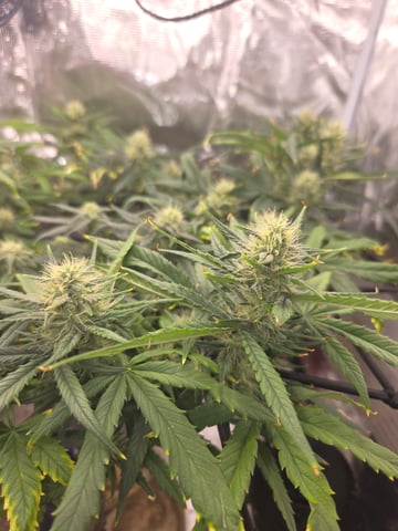 Experiment Time — flower, day 62