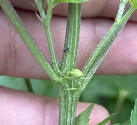 2026 Outdoor — flower, day 84