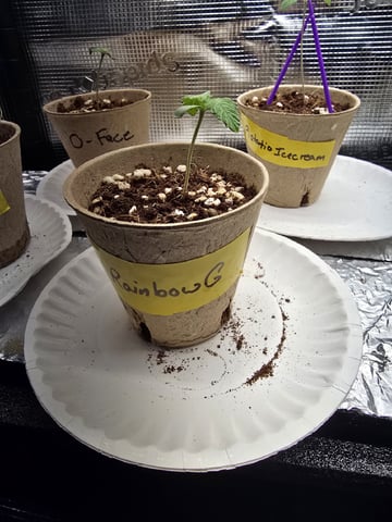 2026 Photoperiods — seedling_rooting, day 1