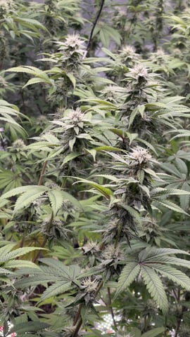 White Runtz Clonez (Flowering) — flower, day 34