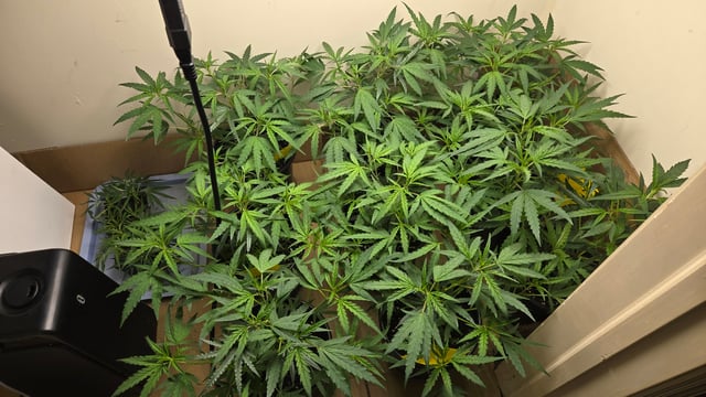 Blue Dream Clones — vegetative, day 15