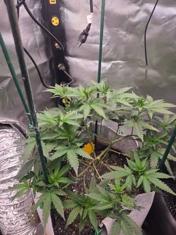 Looking for advice! — flower, day 48
