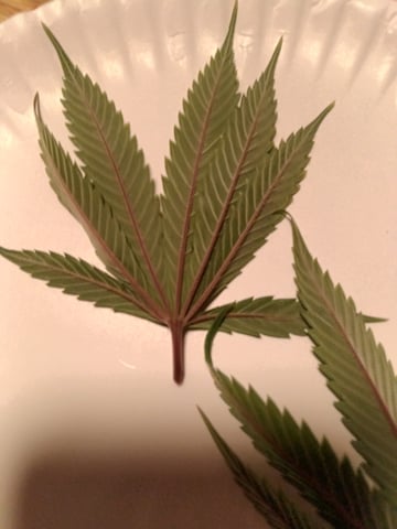 Starfighter/Ohio Guptilla Hybrid — flower, day 4