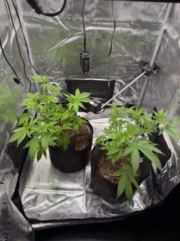  Trying to go big — vegetative, day 66