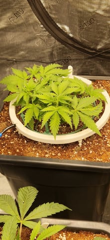New Strains — vegetative, day 40