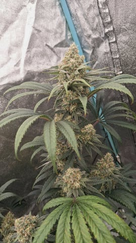 Experimental DIY Run — flower, day 21