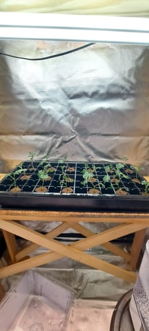Blue Dream Clones  — germination, day 2