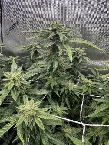 3 Runtz X Apple Fritter  — flower, day 47