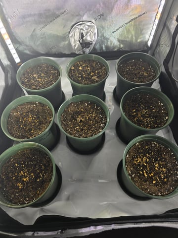 Homegrown - 🍒 🥧 & GSC Auto, 🚀 Seeds 🍌 Buttercups  — grow_setup, day 5