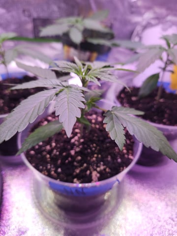 Another round of Mephisto Genetics from Schoolyard Crush and Do-si-delirium drops. — seedling_rooting, day 15