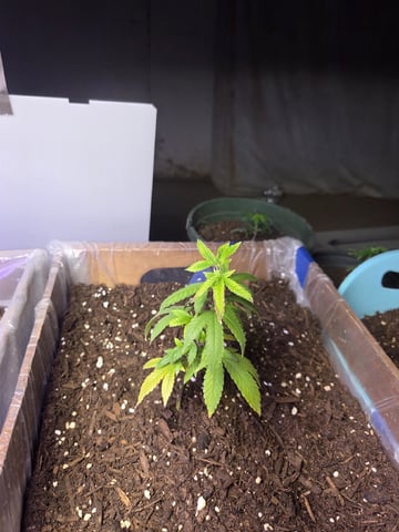 Crones😵‍💫 — vegetative, day 4