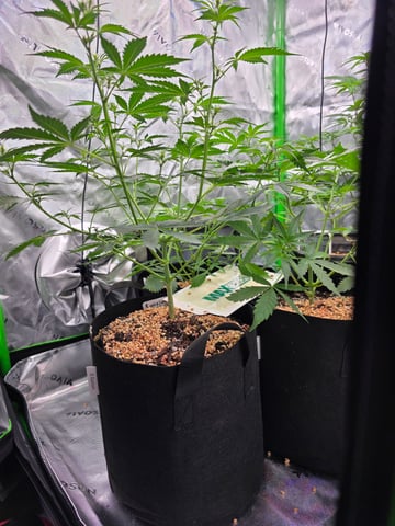 Pineapple Express  — auto, day 13