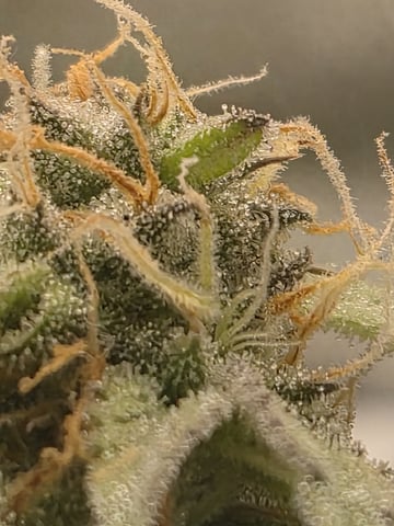 Kalini Asia Auto  — flower, day 61