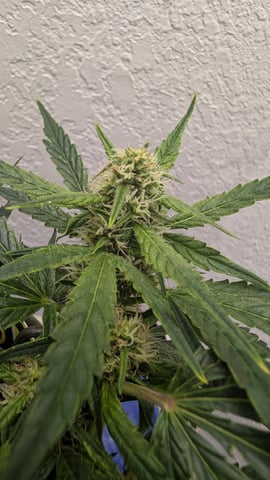Sativa Summer Autos — flower, day 42