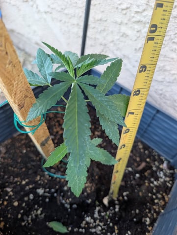 Galicane Fem — vegetative, day 35