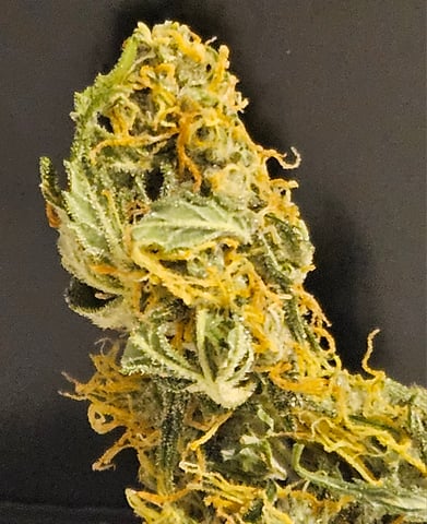 gary poppins — flower, day 93