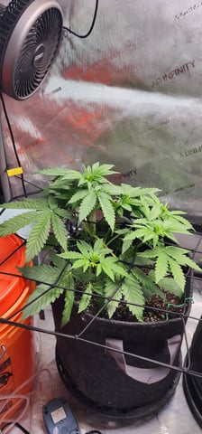 FastBuds Trainwreck Auto — vegetative, day 32