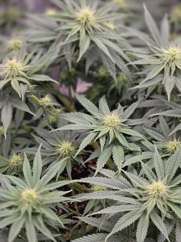  1 Blue Zushi x Venom & 1 Jack Here x Strawberry Cookies OG — flower, day 64